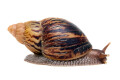 Lissachatina zanzibarica type 5 subadult